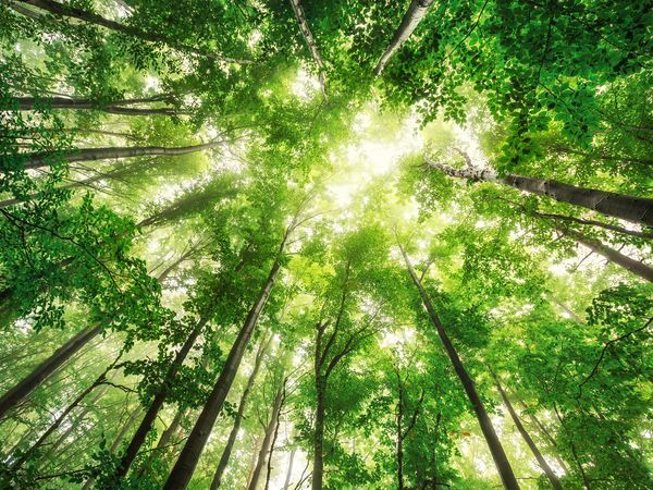 Preparing for the California Senate Bill 253 and 261: is your sustainability reporting ready?